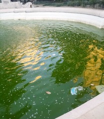 WHATSAPP. Controlli zero: le vasche della piazza centrale di Trani zampillano nel degrado