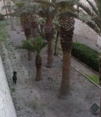 #WHATSAPP. Trani, cavalli nel fossato del Castello Svevo e non si tratta di manifestazioni storiche