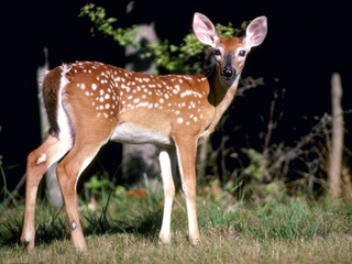 Barletta-Andria-Trani apre il bando per l'immobile più importante: Papparicotta. Per chi lo volesse, si parte da 40mila euro l'anno