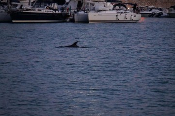 FOTO e VIDEO. Un delfino guizzante nel porto di Trani. Ed una serata qualunque diventa magica