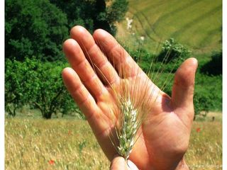 Avete meno di 35 anni e idee imprenditoriali per il settore agroalimentare? Il progetto Fooding è per voi: 50mila euro per 5 progetti d'impresa