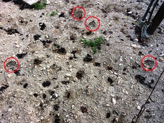 Apprensione nell'agro di Trani. Sbranato un cane in zona Tufare, aggredito da una bestia pesante almeno un quintale