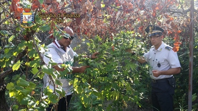 Trani, un vigneto per nascondere piantagione di marijuana: 27 piante per almeno 10mila euro di guadagno. La Gdf arresta un 30enne tranese