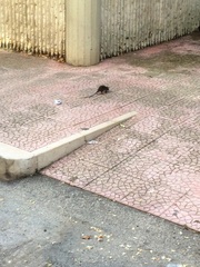 WHATSAPP. Topi a spasso per Pozzopiano: l'anno prossimo quale sistema per combatterli a Trani?