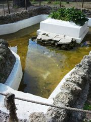 WHATSAPP. «Povere tartarughe, perché trattarle così?». Succede a Villa Bini, dove il contratto con il gestore è scaduto lo scorso 31 agosto