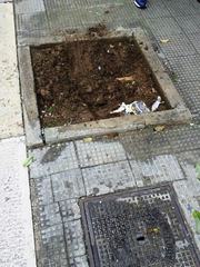 WHATSAPP. Trani, auto contro albero in via Aldo Moro. Il fatto è accaduto tra sabato e domenica