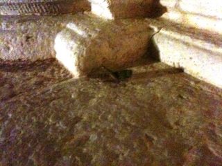 WHATSAPP. A Trani, un'insolita manifestazione di cavallette. Ieri sera, in particolare, intorno alla cattedrale