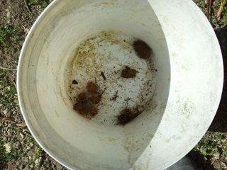 WHATSAPP. Al cimitero di Trani muoiono le palme e vive il punteruolo rosso: bozzoli ovunque e rischio di propagazione agli alberi sani. Foto e video