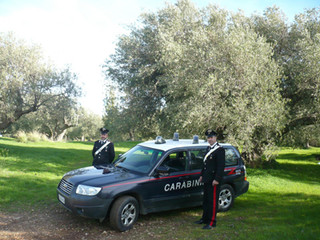 Furti di olive anche a Trani, in manette un 27enne di Andria. Cinque arresti dei carabinieri nel weekend