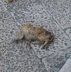 AGGIORNATO. Sgozzano gatto e lo abbandonano sotto casa di un cittadino: nessuno lo rimuove e lui lo lascia davanti al Comune di Trani