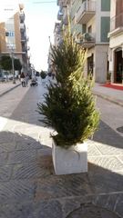 Trani, l'addobbo floreale natalizio viene affidato alla ditta La Rosa Blu: suo il preventivo più basso