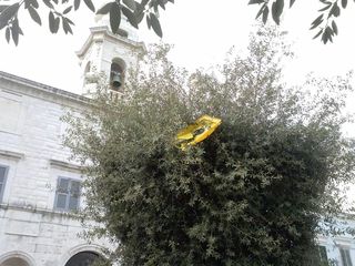 WHATSAPP. Trani, inciviltà «ad alti livelli»: sradicano pezzo di cassonetto e lo fanno volare su un albero