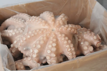 Polpi congelati, la Procura di Trani ne fa sequestrare tre tonnellate