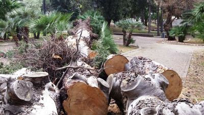 Villa di Trani, addio al pino che accoglieva i visitatori del boschetto. Operazioni di messa in sicurezza anche nel quartiere Stadio