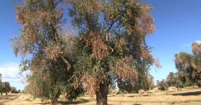 Emergenza Xylella fastidiosa, parla Silletti: 