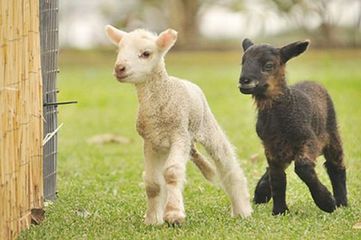 Trani contro la strage degli agnelli a Pasqua: oggi l'Oipa in piazza
