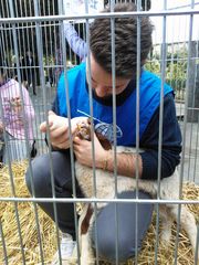 Salvare gli agnelli dalla mattanza di Pasqua e proporsi al fianco della Polizia locale: così l'Oipa s'è fatta conoscere a Trani