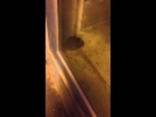 WHATSAPP. Trani. Mentre il locale aspetta un negozio, in vetrina ci finisce un topo