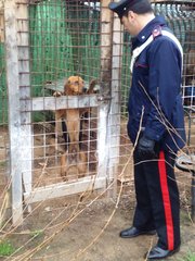 Canile di Trani, il Noe sequestra pompa di sollevamento. I gestori: «Problema noto, già richiesta l'Aia»