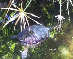 Muoiono tartarughe nella villa di Trani: la vasca sarà svuotata e ripulita, gli animali temporaneamente presi in custodia dalla Forestale