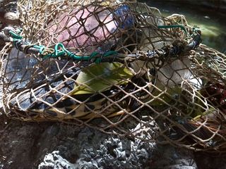 Trani, in villa muoiono due tartarughe per colpa di un malfunzionamento della pompa d'ossigeno: sostituita in giornata