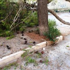 Trani, spavento in via Bari per la caduta di un albero: nessuna conseguenza
