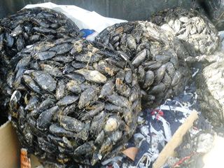 Trani, la storia si ripete: cinquanta chili di cozze in un cassonetto di via Papa Giovanni XXIII, fra un insolito viavai di furgoni