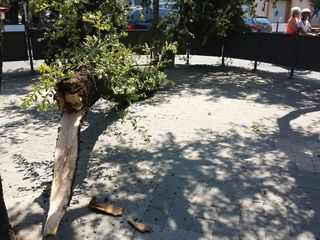 Trani, cittadino passa sotto albero e sente un rumore: fa in tempo ad evitare che un pesante ramo gli piombi addosso