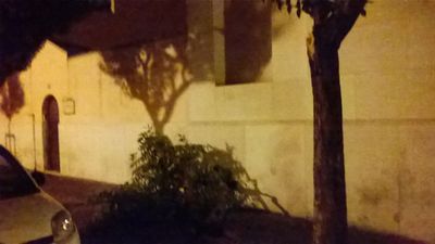 Trani, altri due rami caduti: uno su corso Vittorio Emanuele, l'altro su via Malcangi