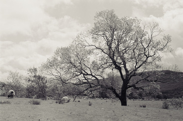 Trani e Matera, Porti urbani ne rafforza il gemellaggio: oggi l'inaugurazione della mostra in Lucania
