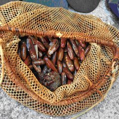 Scoperti con dodici chili di datteri estratti a Trani: deferiti due sub e rigettato in mare il pescato