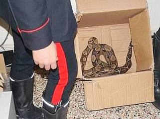 A spasso per il porto con serpente in spalla: deferito 30enne di Trani per maltrattamento di animali