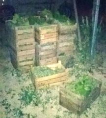 I ladri d'uva sbattono sulle Guardie campestri di Trani: fallito il furto di venti casse di pizzutella