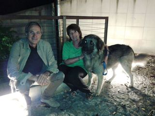 Trani, ritrovato il cane fuggito dopo raid vandalico: era stato momentaneamente accolto in un'altra villa