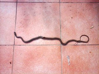 FOTO. La denuncia di un cittadino: «Pagherò la Tari ma, prima, toglietemi i serpenti da casa e l'immondizia tutto intorno»