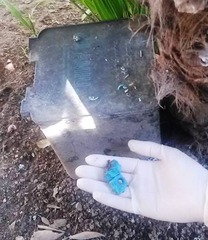 Veleno a portata di bambini nella piazza centrale di Trani: l'Oipa lo trova e bonifica tutto