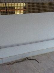 Serpenti in casa, atto secondo. E ci scappa l'esposto alla Procura di Trani