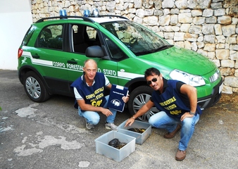Trani, ancora tartarughe abbandonate nella villa comunale. Questa volta interviene la forestale