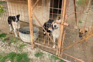 Caso Dog's hostel, il custode giudiziale rassicura i pentastellati: «Cinquanta cani saranno trasferiti, in tutta sicurezza, da Trani a Tricase»