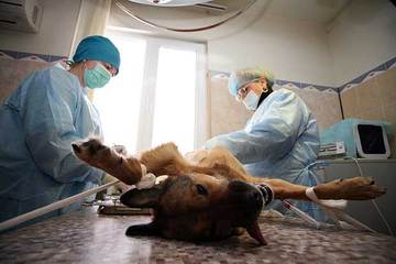 Sterilizzazione cani a Trani, Merra (Lista Florio): «Soldi che arrivano per essermi attivata un anno fa. Ora vigileremo sull'affidamento»