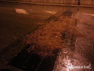 Piogge in vista, il sindaco di Trani fa rimuovere gli aghi di pino da via Pozzopiano