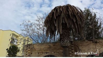 Punteruolo rosso: 45mila euro in tre anni per salvare trecento palme