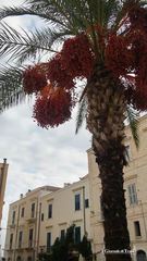 Palme, una ecatombe: altre due abbattute al porto di Trani. Rischi anche in piazza Quercia