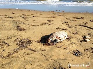 Caretta caretta spiaggiata a Trani: se ne attende la rimozione per mano di ditta incaricata