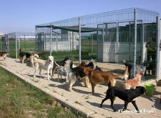 «Fatture smarrite», protestano i gestori del canile: «Il Comune di Trani non ci liquida ormai da tre mesi»