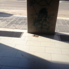 Dopo i complimenti a parole, quelli per terra: Trani, quando le campagne civiche sbattono sugli incivili