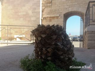 Porta Vassalla, la palma senza foglie simbolo di un luogo incompreso nel centro storico di Trani