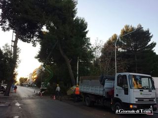 Trani, addio ad un altro pino secolare in via Malcangi: ormai non ce sono quasi più