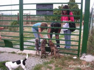Canile sanitario, aggiudicazione provvisoria alla sezione di Trani della Lega per la difesa del cane