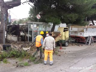 Alberi pubblici, sconto per ogni pino non tagliato. Oggi, potatura nei pressi dell'ospedale di Trani